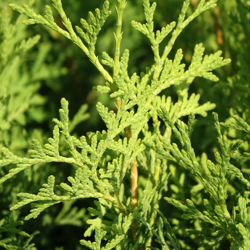 Kanadantuija Pyramidalis Compacta
