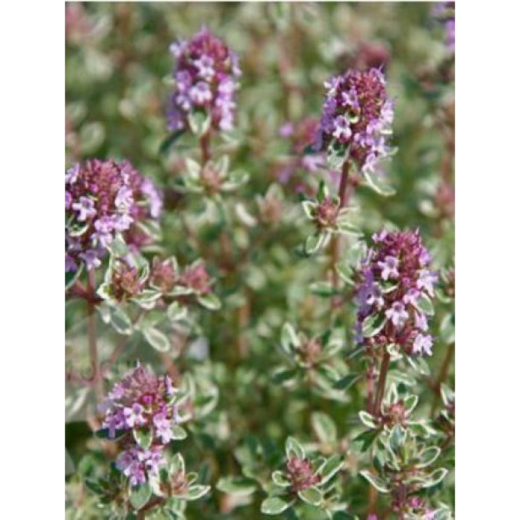 Tarha-ajuruoho (timjami) Silver Posie