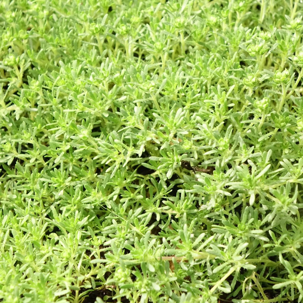Ajuruoho - Thymus capitatus