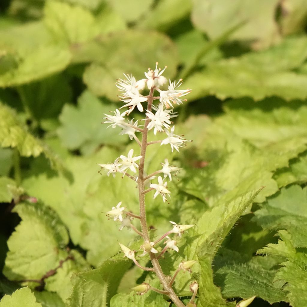 Rönsytiarella - Tiarella cordifolia