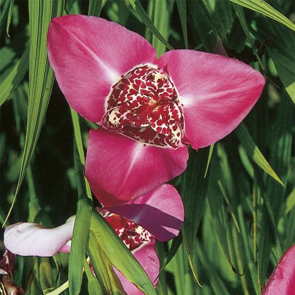 Tiikerikukka Lilacea