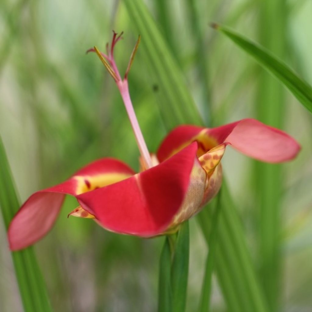 Tiikerikukka Speciosa
