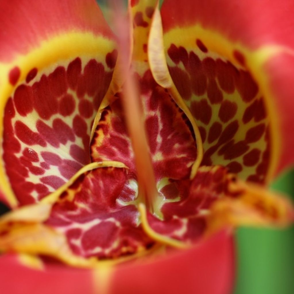 Tiikerikukka Speciosa