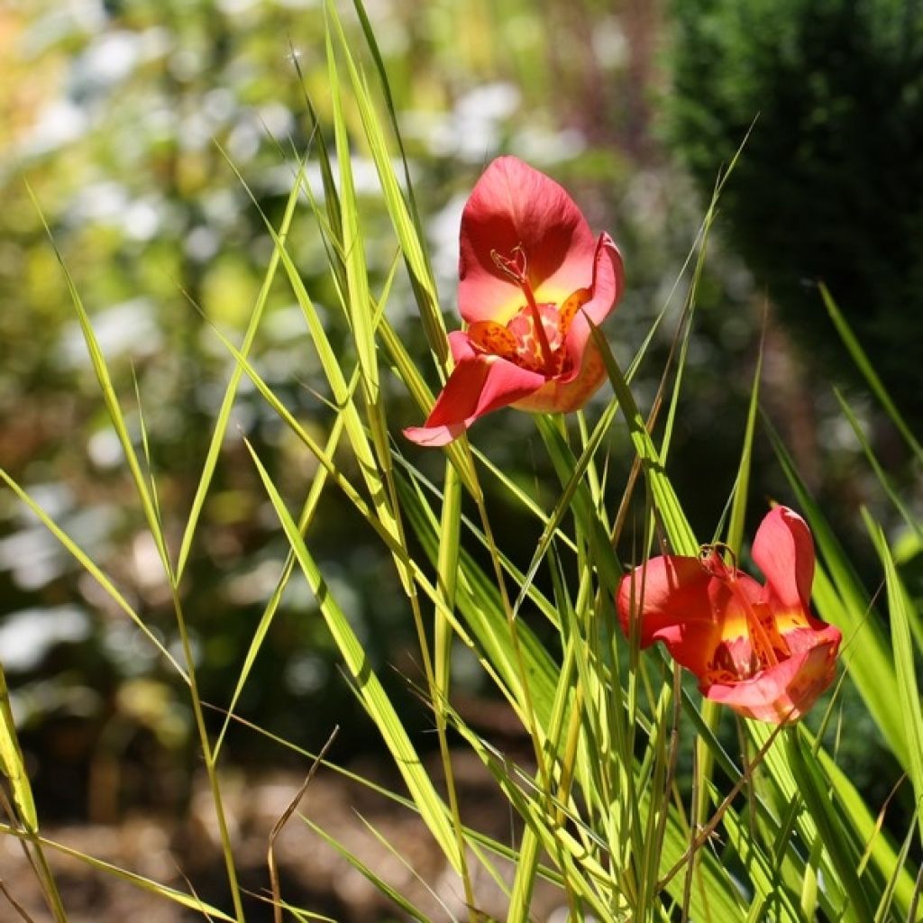 Tiikerikukka Speciosa