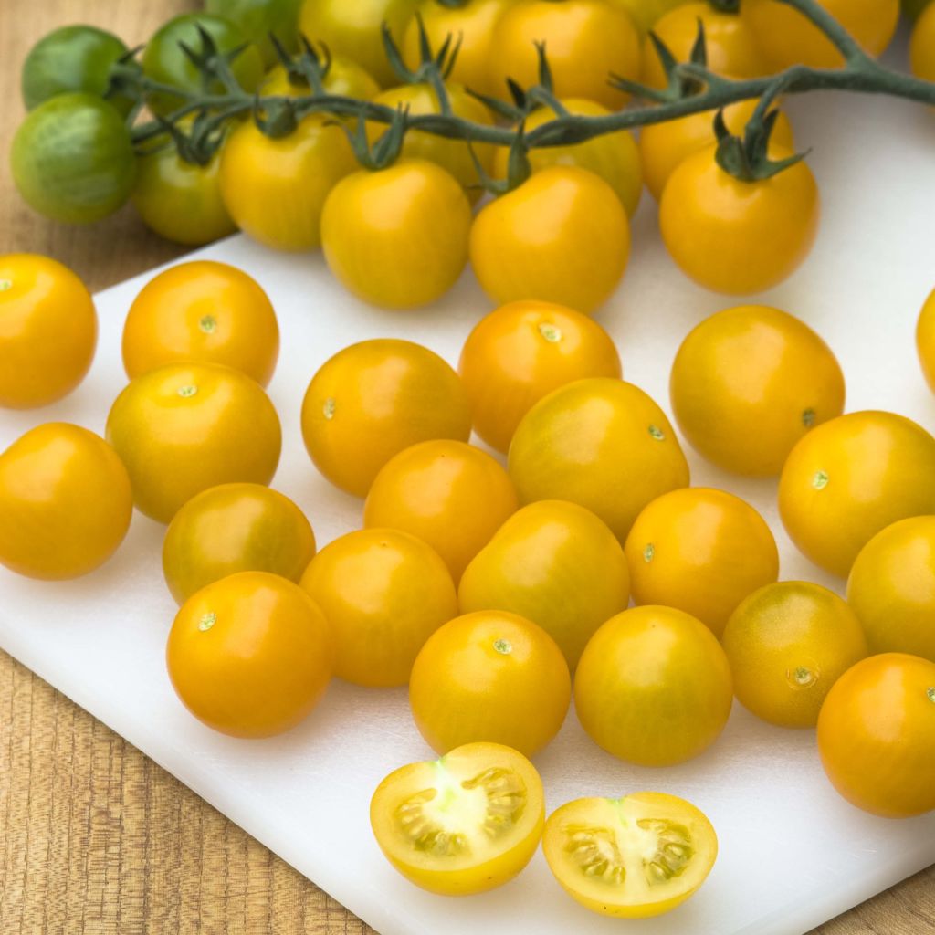 Kirsikkatomaatti Cherry Yellow taimena