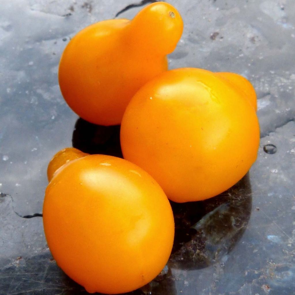 Päärynätomaatti keltainen päärynätomaatti taimena