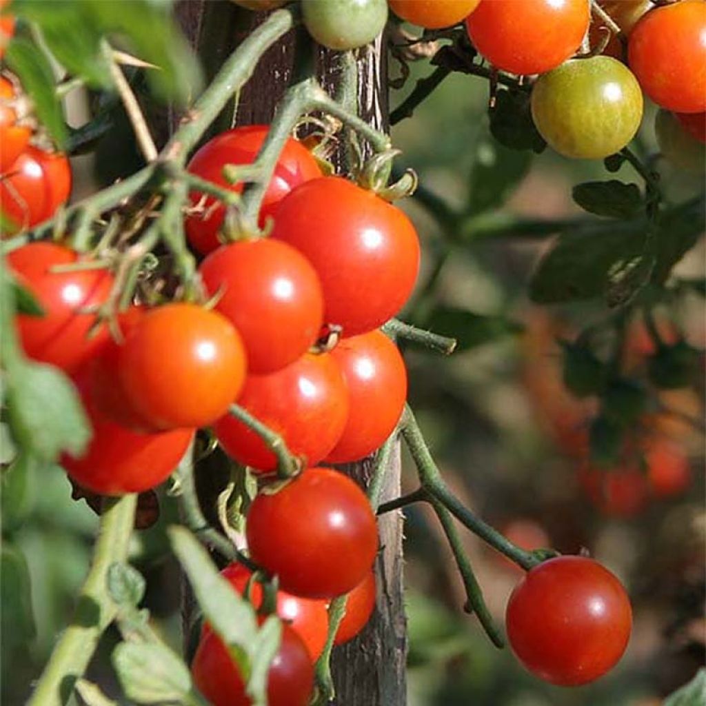 Kirsikkatomaatti Sweetbaby - Solanum lycopersicum