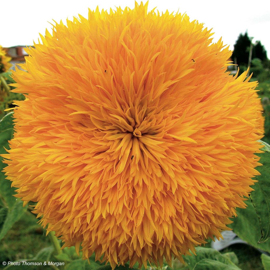 Isoauringonkukka Teddy Bear (siemenet) - Helianthus annuus