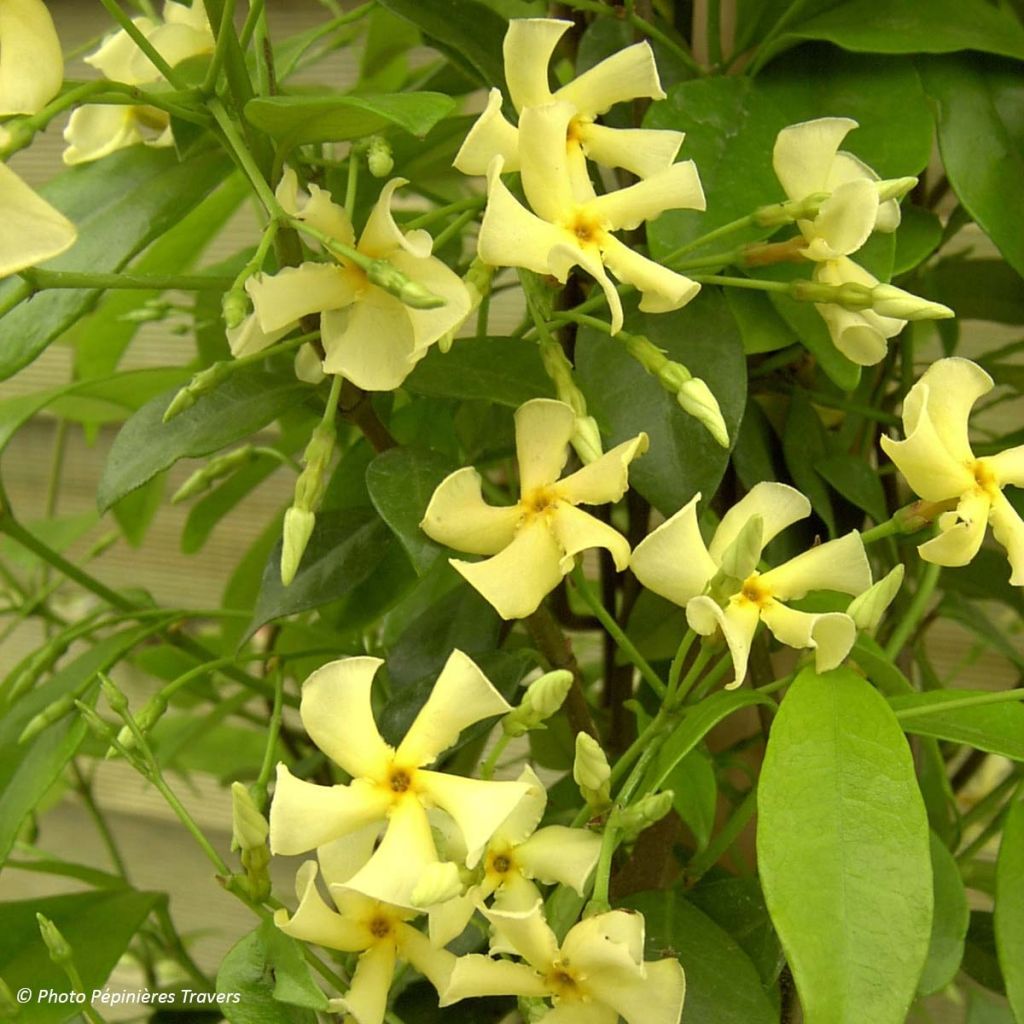 Trachelospermum asiaticum