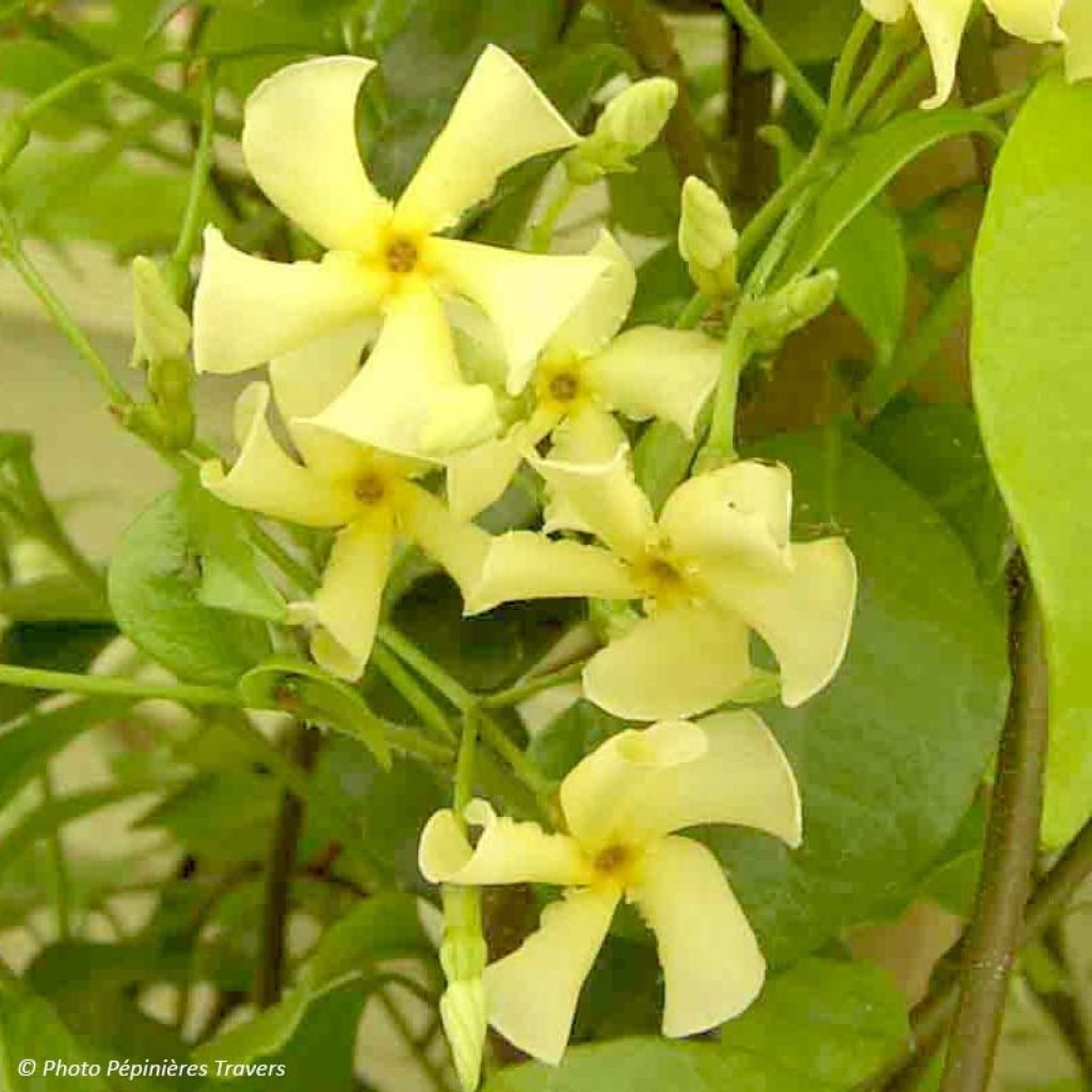 Trachelospermum asiaticum