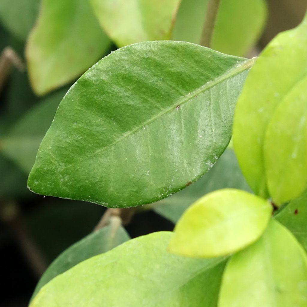 Trachelospermum asiaticum Chili & Vanilla Livano