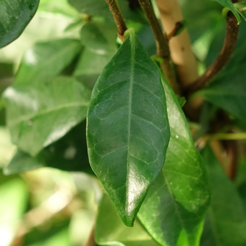 Trachelospermum asiaticum Chili & Vanilla Livano