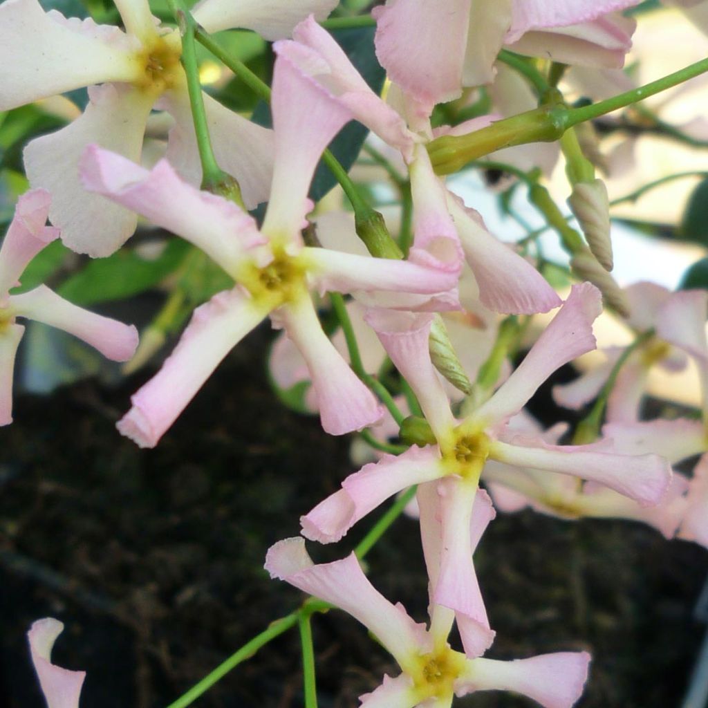 Trachelospermum asiaticum Pink Showers