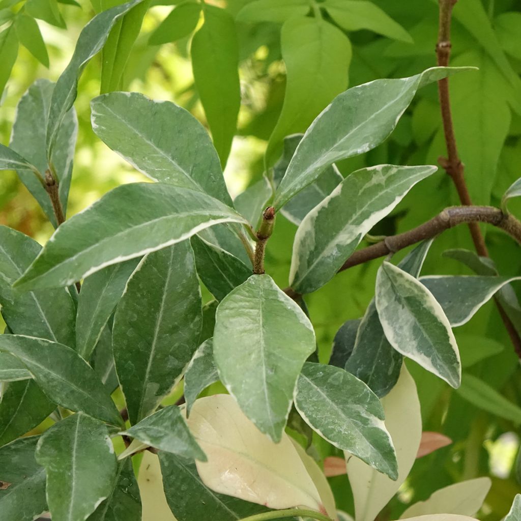 Trachelospermum asiaticum Star Of Milano