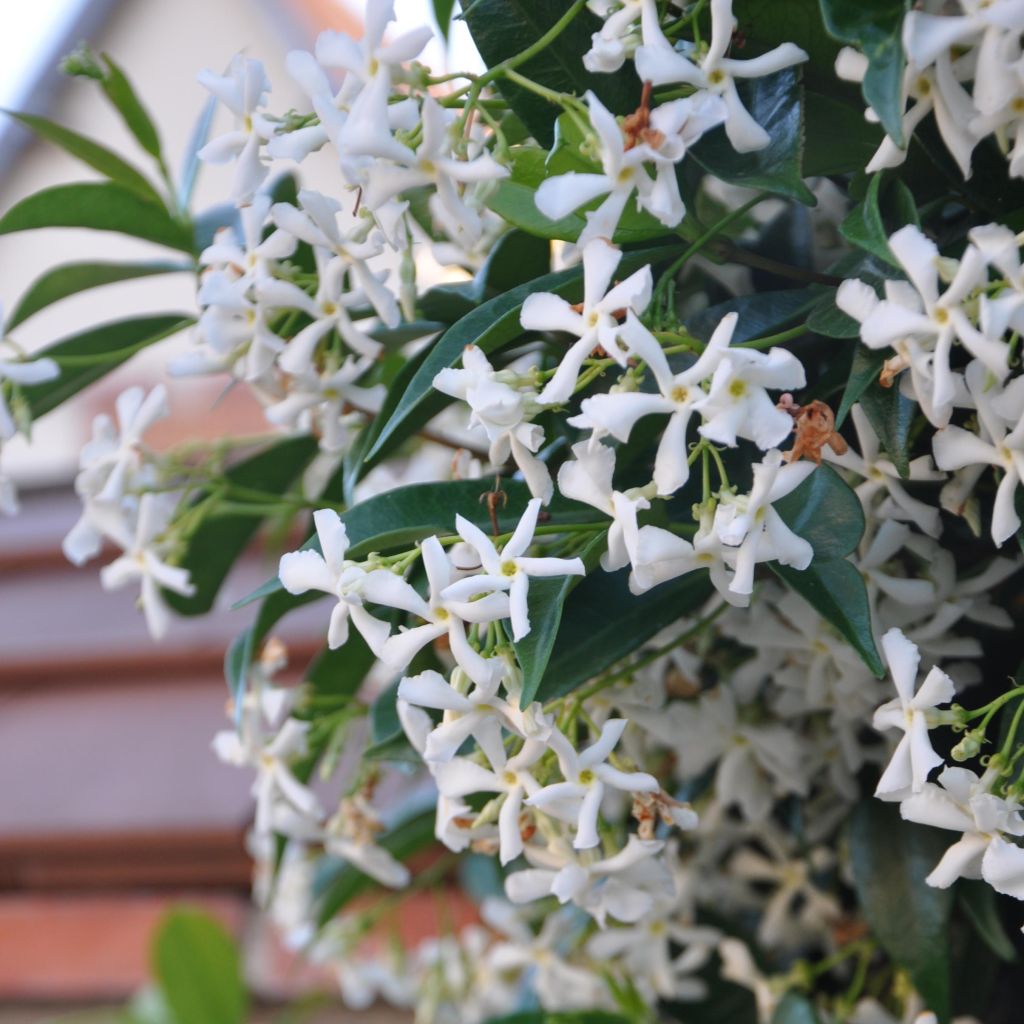 Tähtijasmiini - Trachelospermum jasminoides
