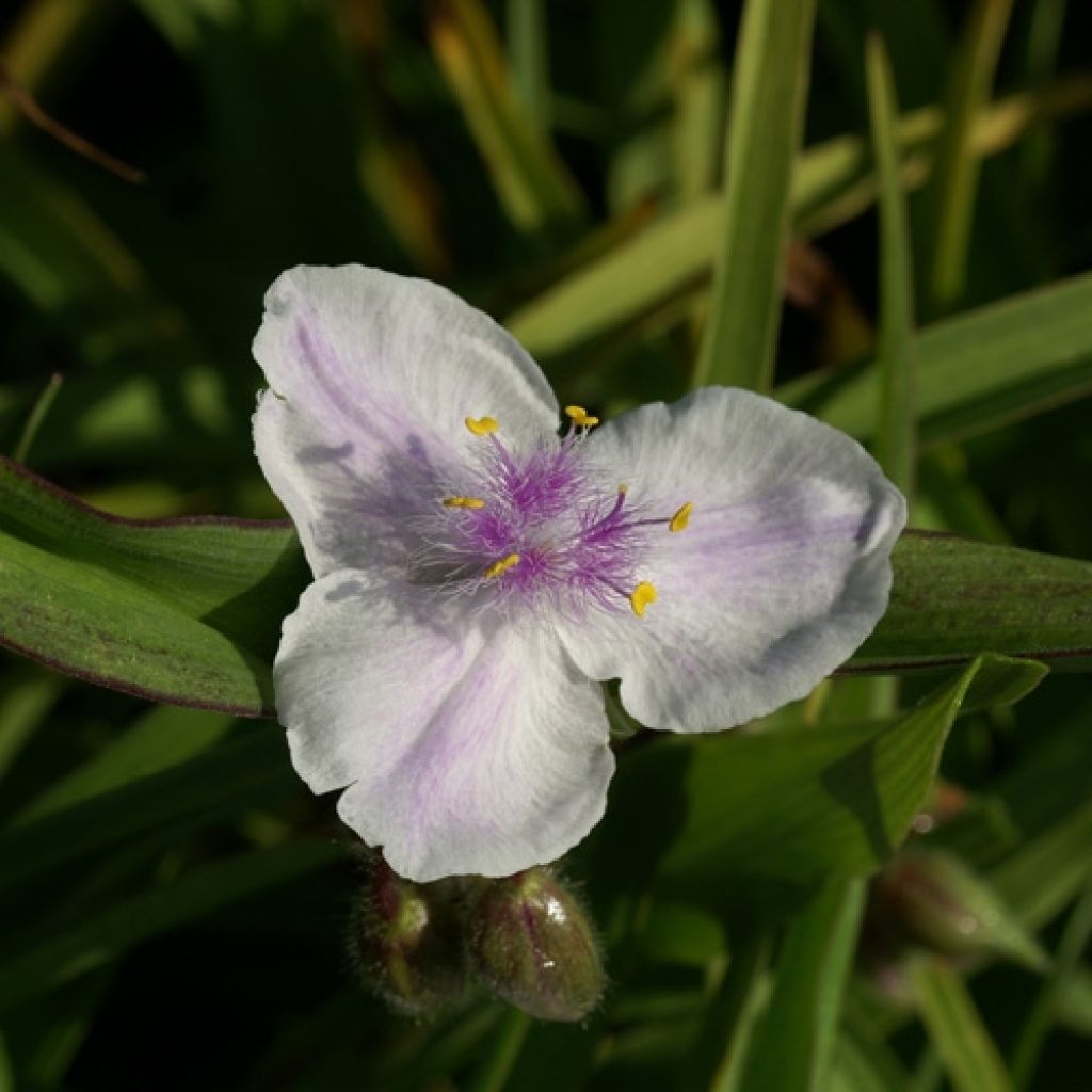 Tarhajuoru Domaine de Courson