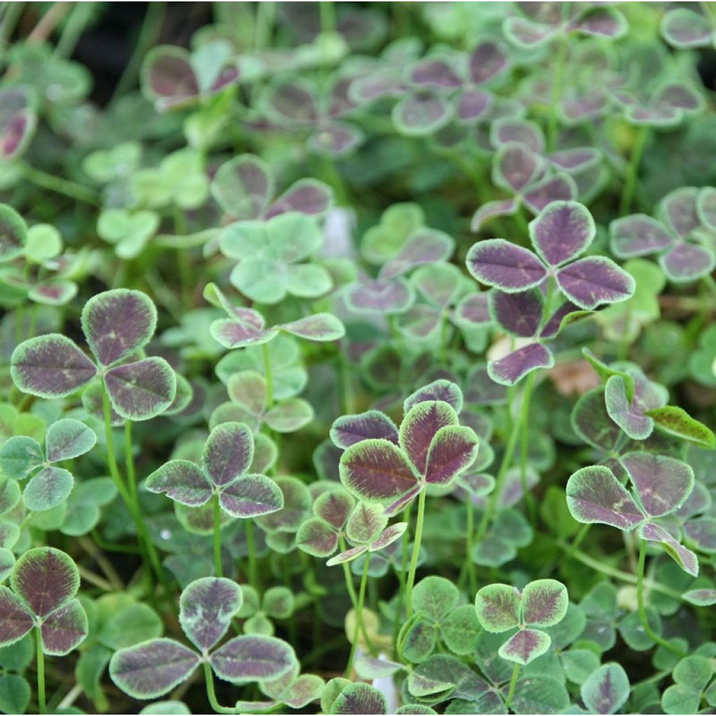 Valkoapila Pentaphyllum