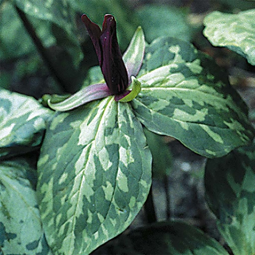 Komeakolmilehti - Trillium cuneatum