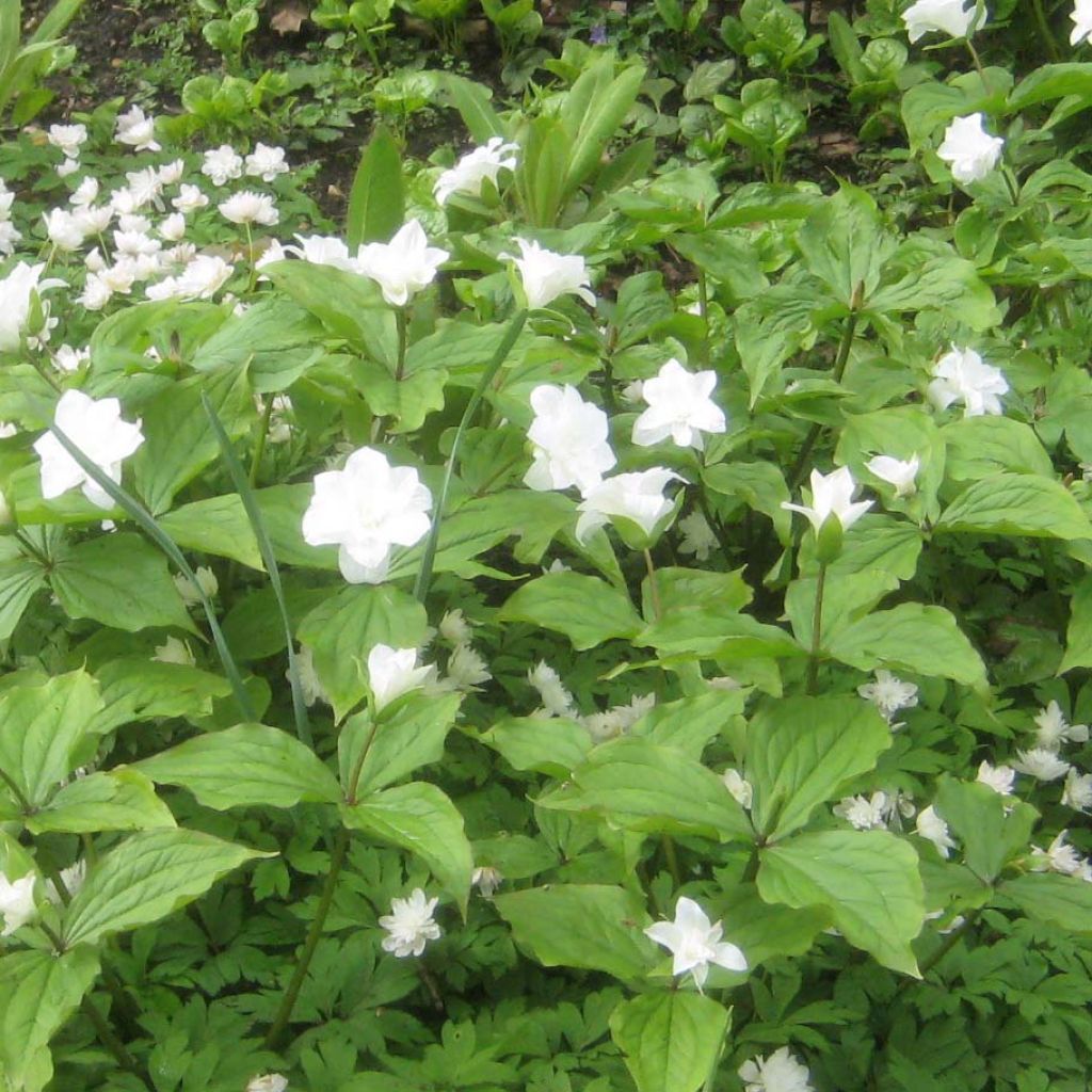 Isokolmilehti Flore Pleno