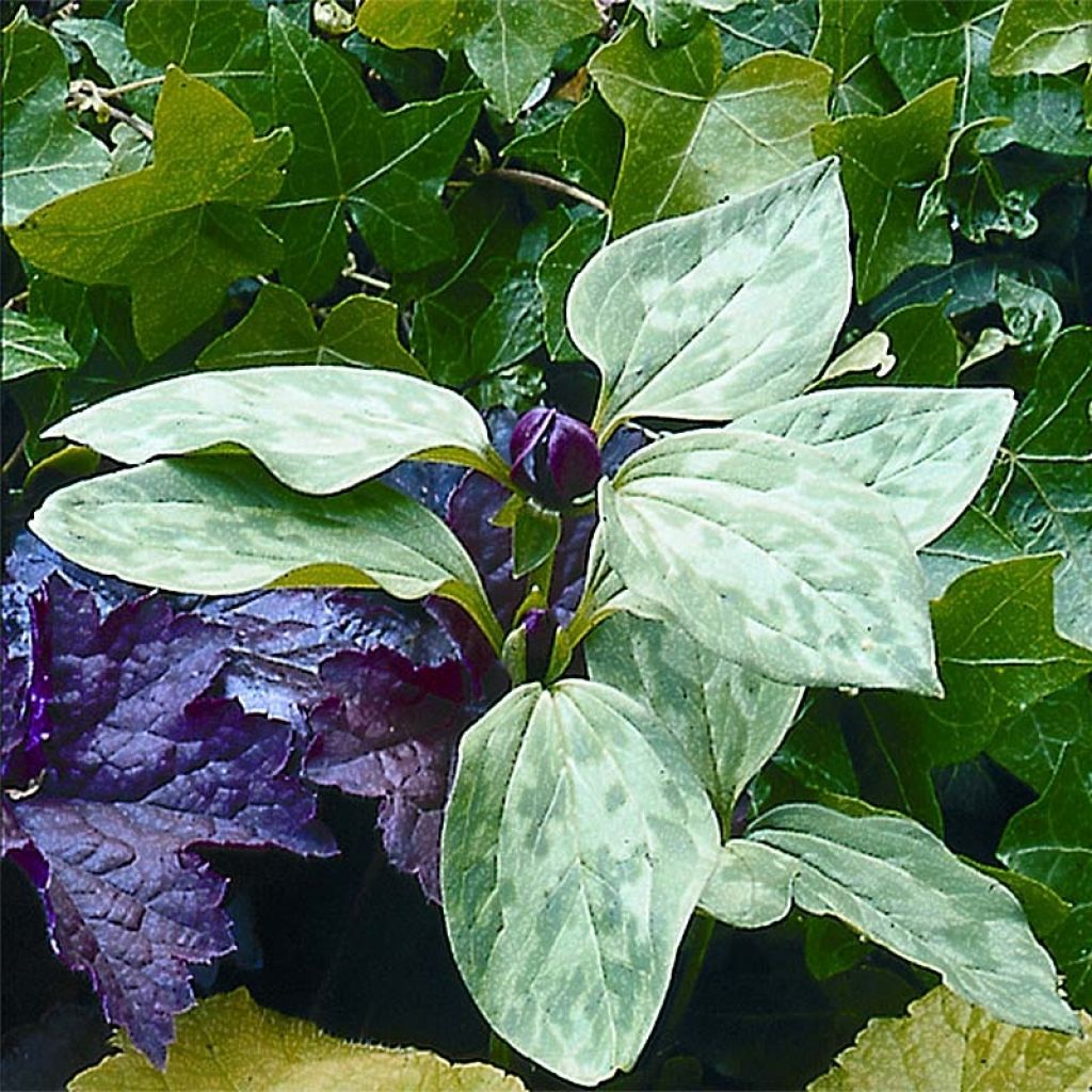 Kolmilehti - Trillium recurvatum