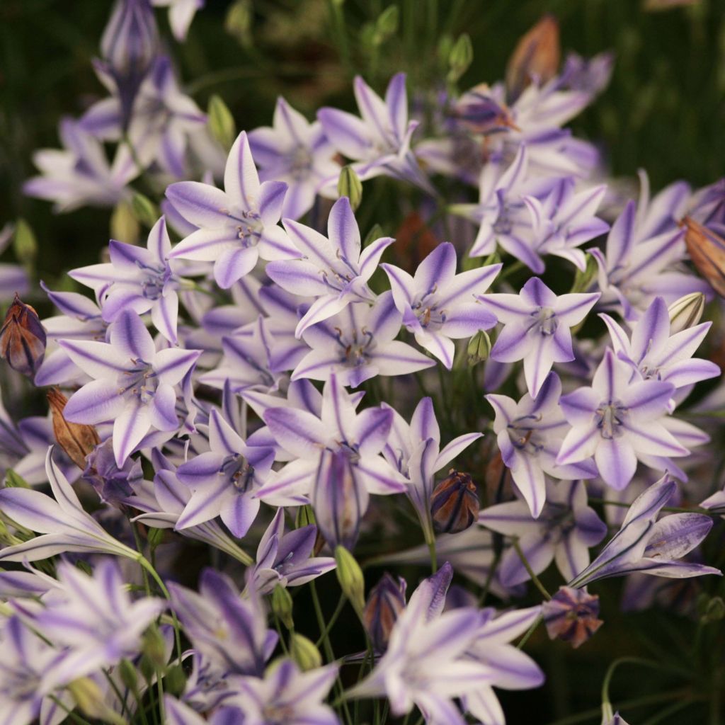 Sinitriteleia Rudy
