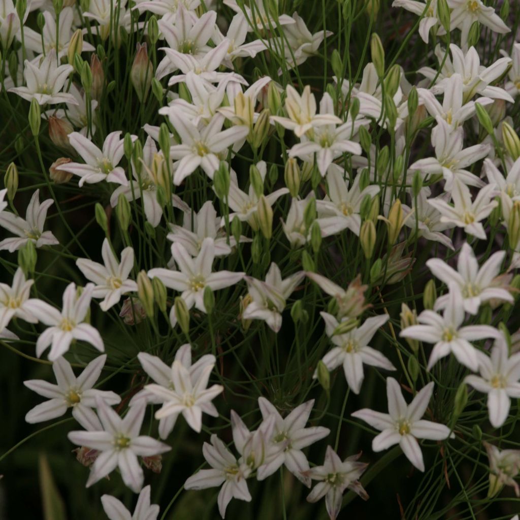 Sinitriteleia Silver Queen