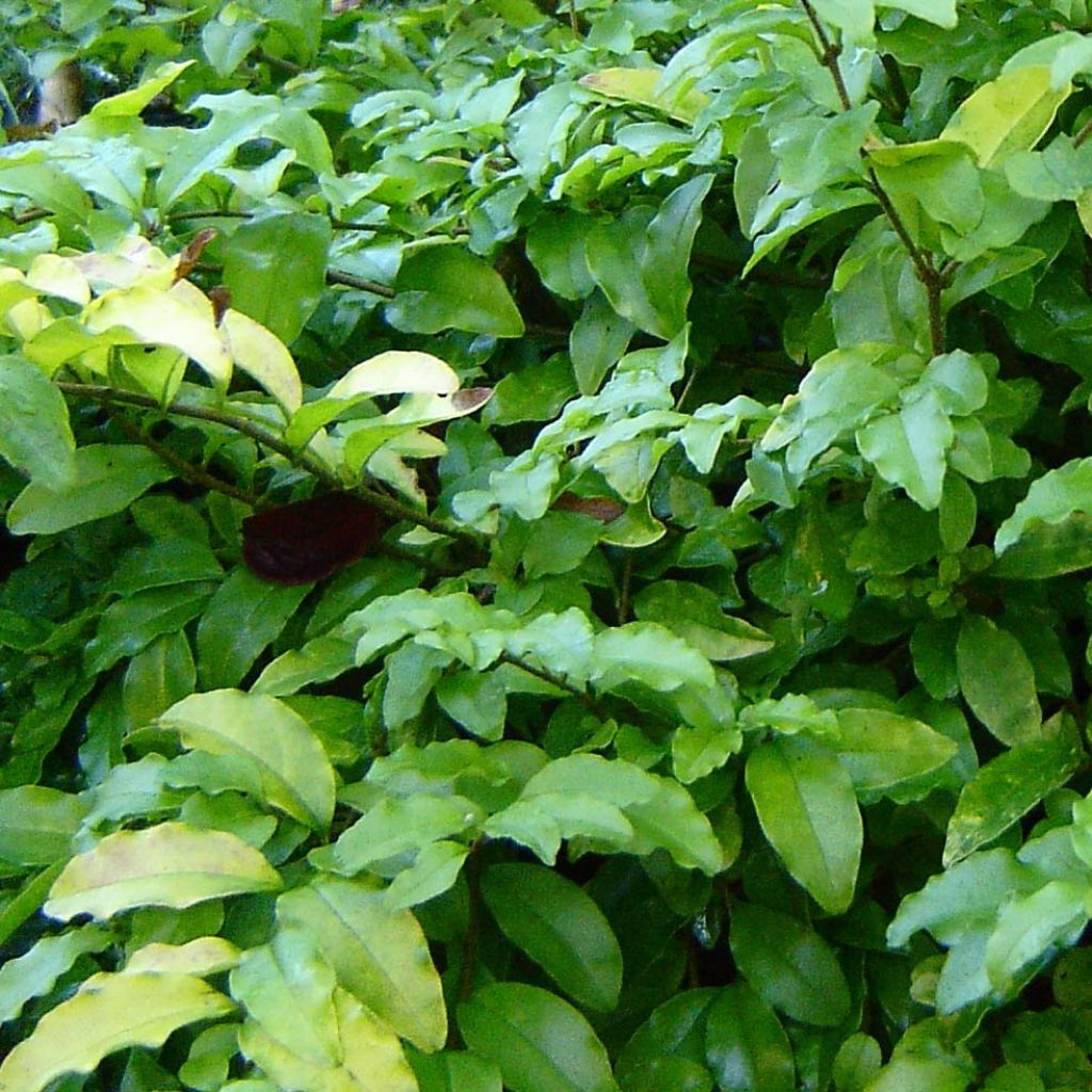 Soikkolikusteri Lemon Lime