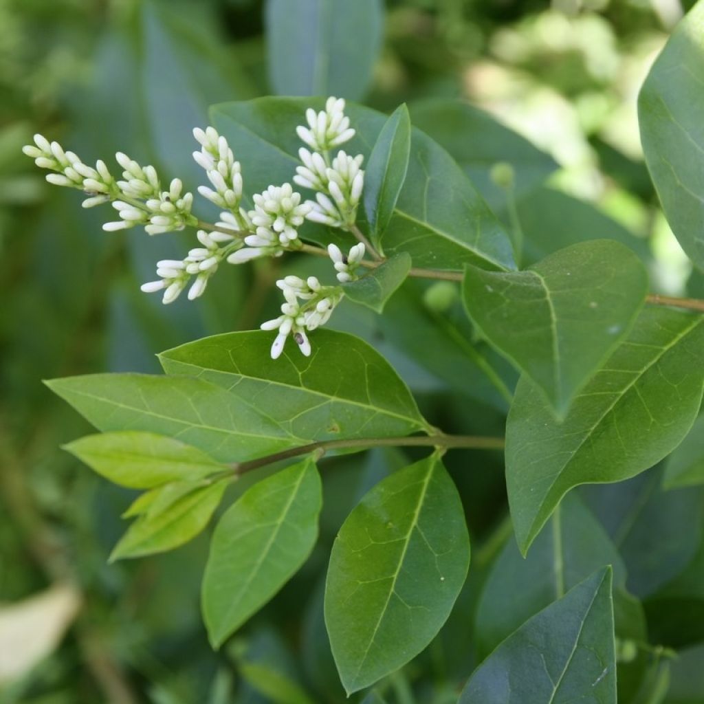 Soikkolikusteri - Ligustrum ovalifolium