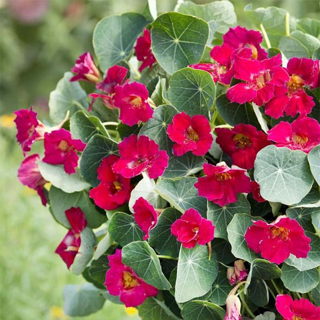 Pikkuköynnöskrassi Baby Rose