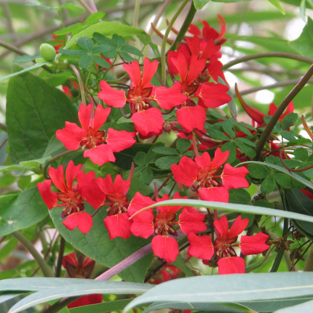Liekkiköynnöskrassi - Tropaeolum speciosum