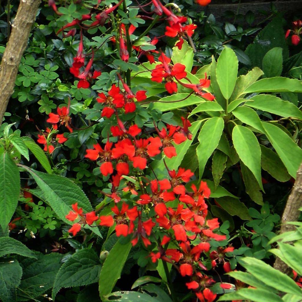 Liekkiköynnöskrassi - Tropaeolum speciosum