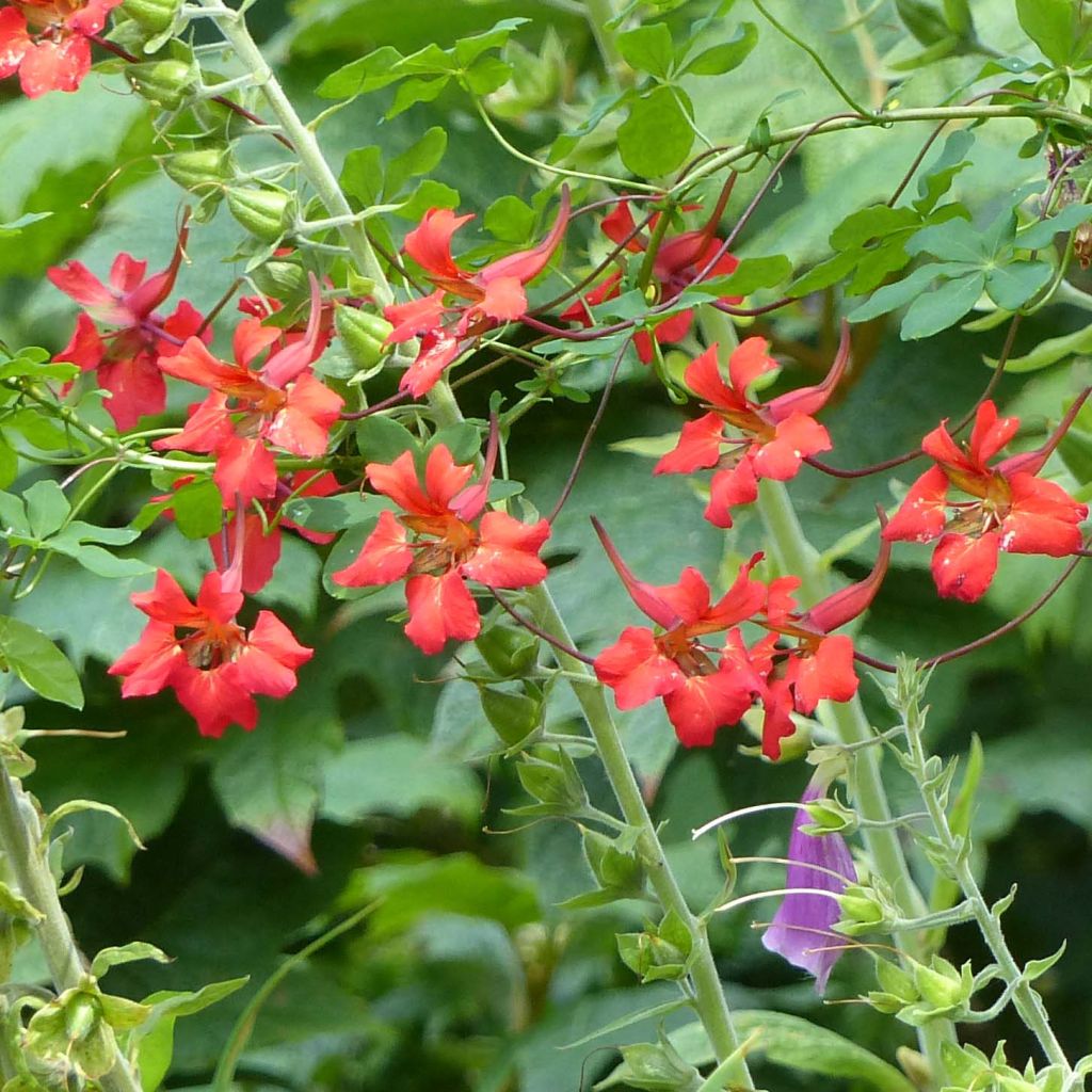 Liekkiköynnöskrassi - Tropaeolum speciosum