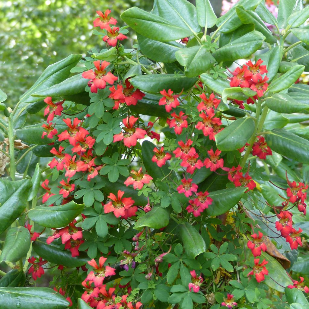 Liekkiköynnöskrassi - Tropaeolum speciosum