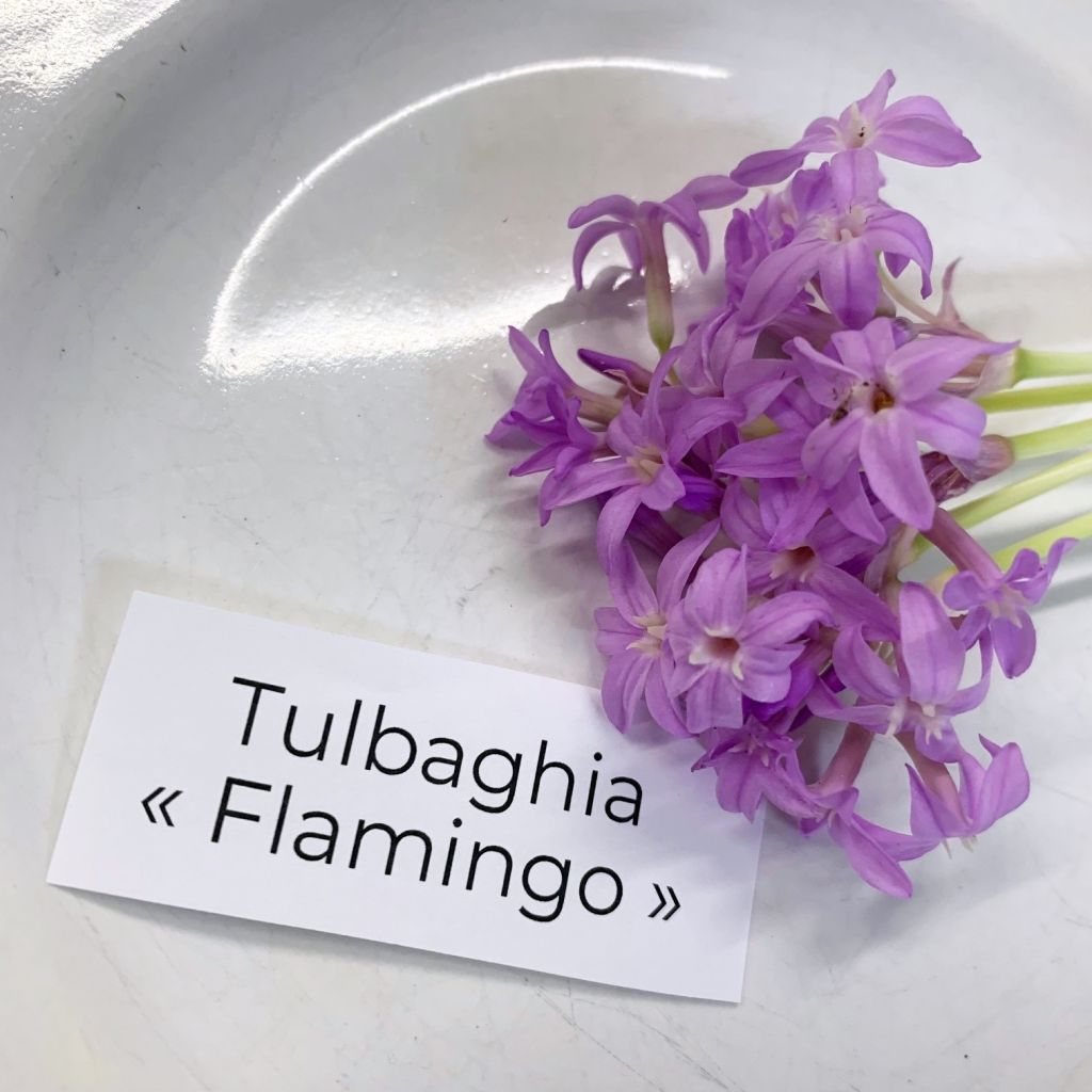 Kuvernöörinkukka Flamingo