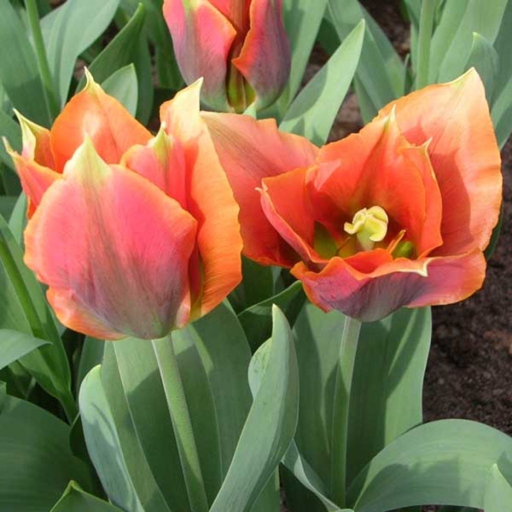 Viherraitatulppaani Artist