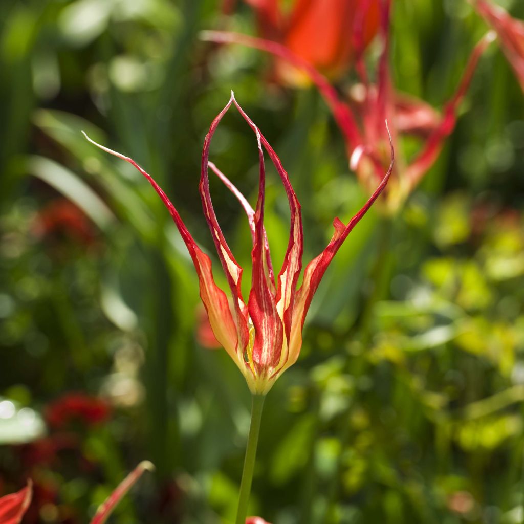 Kasvitieteellinen tulppaani - Tulipa acuminata