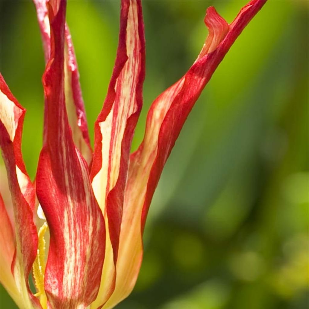 Kasvitieteellinen tulppaani - Tulipa acuminata