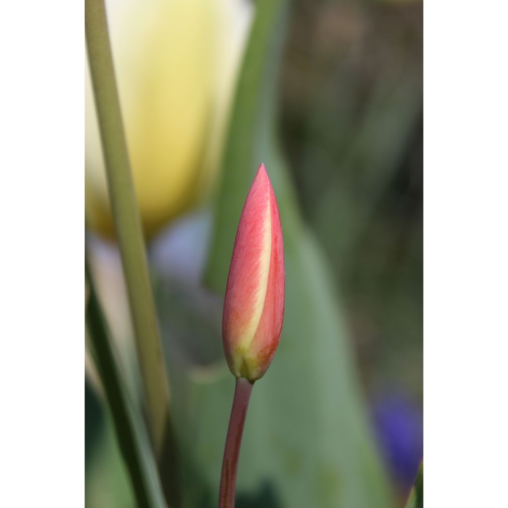 Italiantulppaani Cynthia