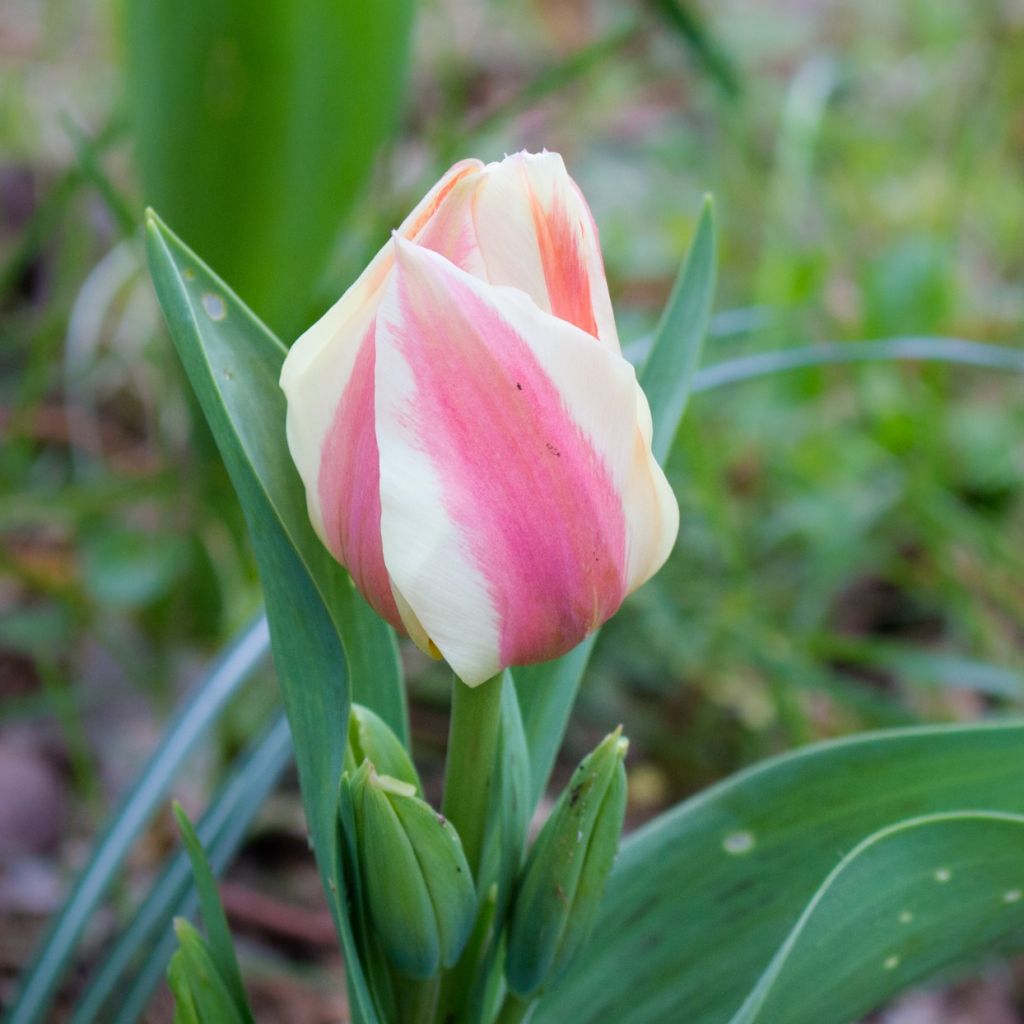 Greigii-tulppaani Quebec