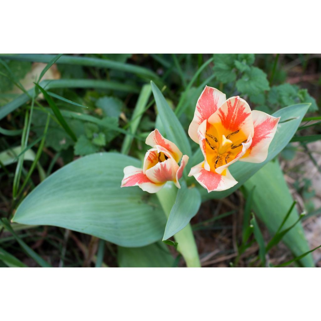 Greigii-tulppaani Quebec