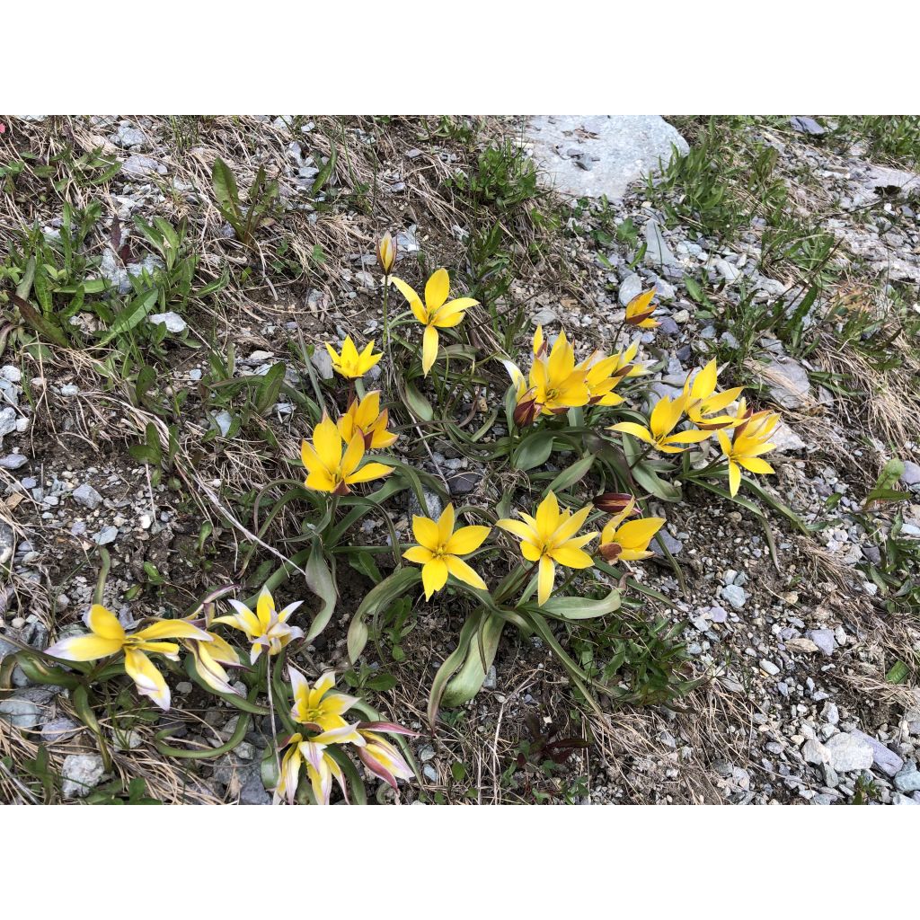 Aurinkotulppaani - Tulipa kolpakowskiana