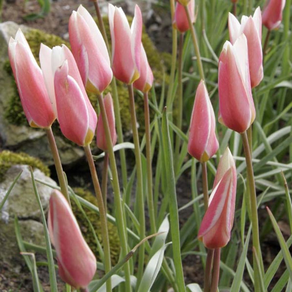 Italiantulppaani Lady Jane