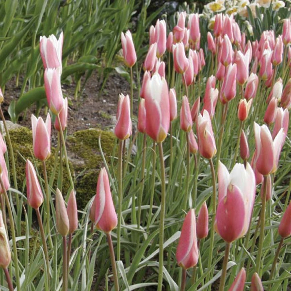 Italiantulppaani Lady Jane