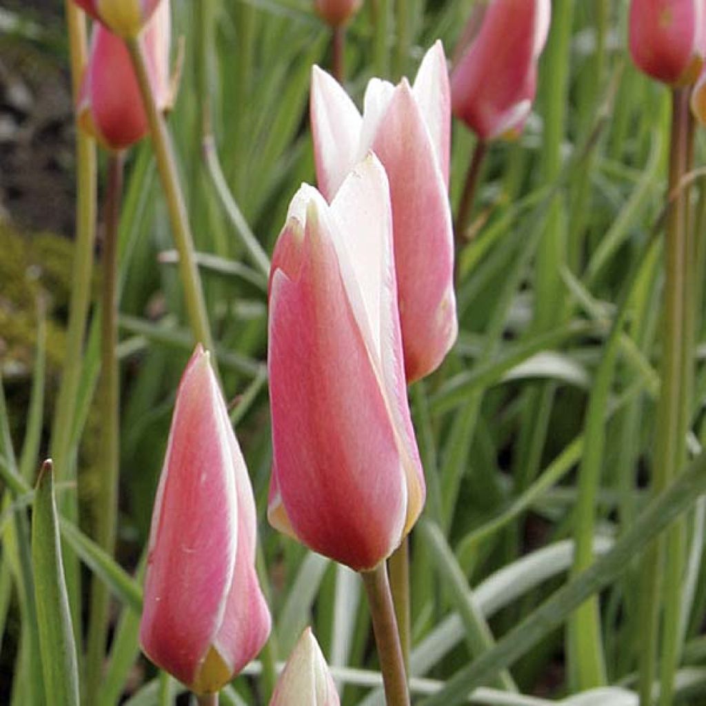 Italiantulppaani Lady Jane