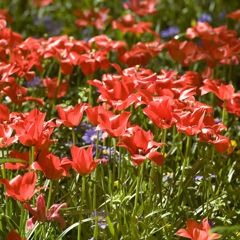 Buharantulppaani - Tulipa linifolia