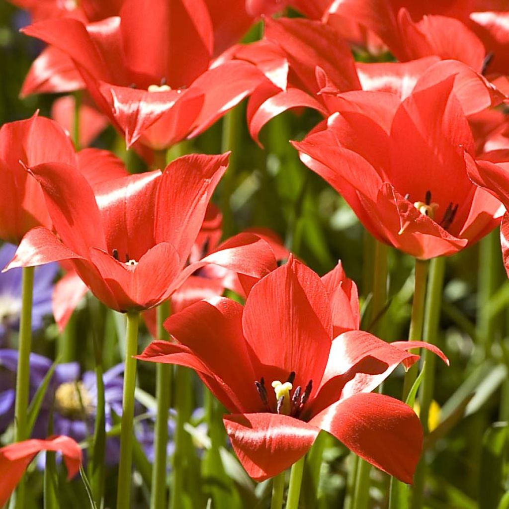 Buharantulppaani - Tulipa linifolia