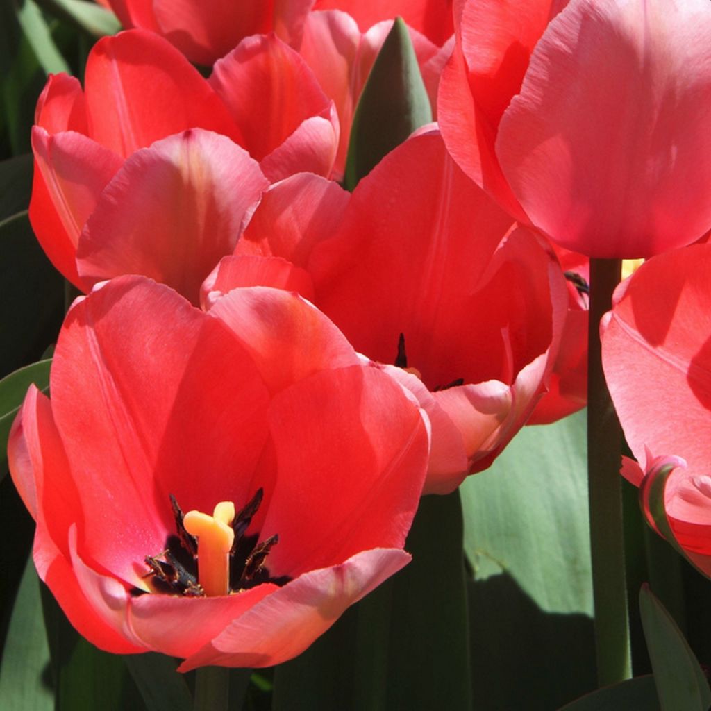Terttutulppaani Unicum