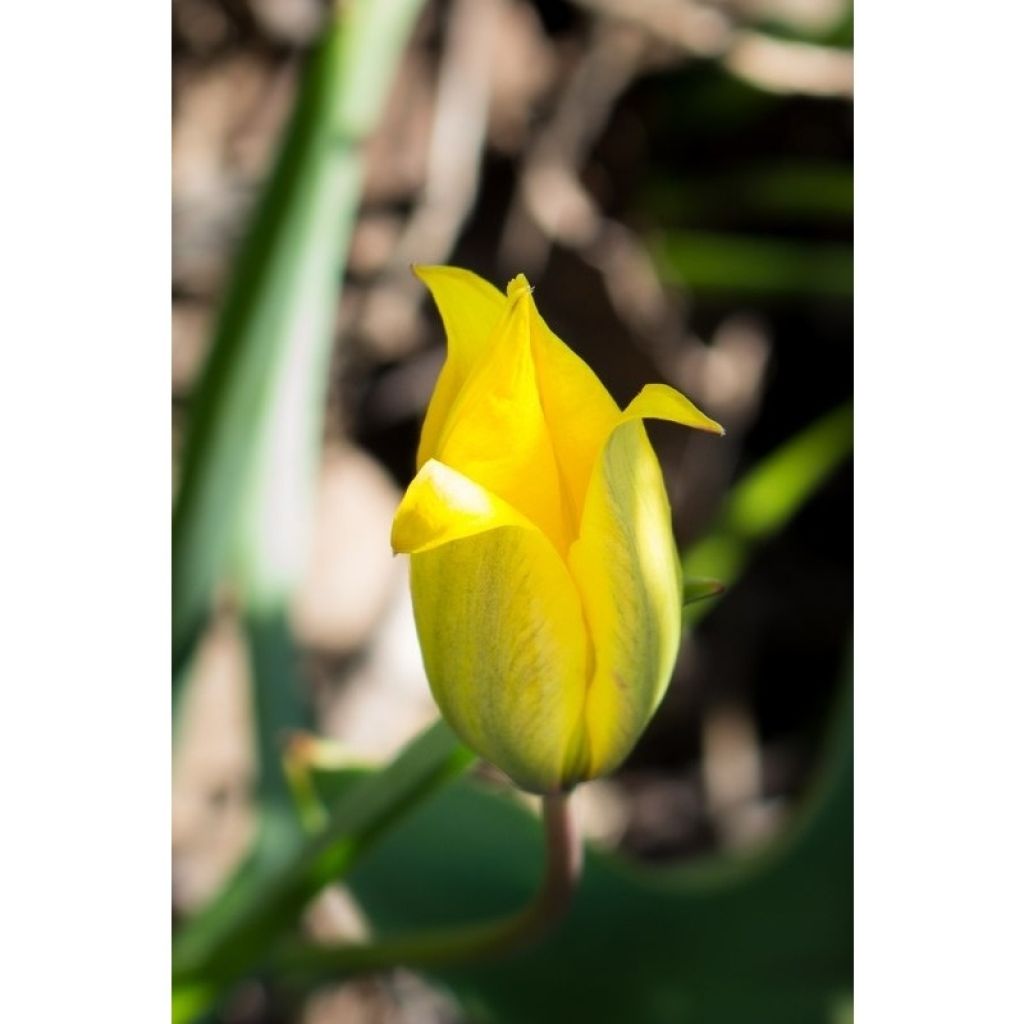 Metsätulppaani - Tulipa sylvestris
