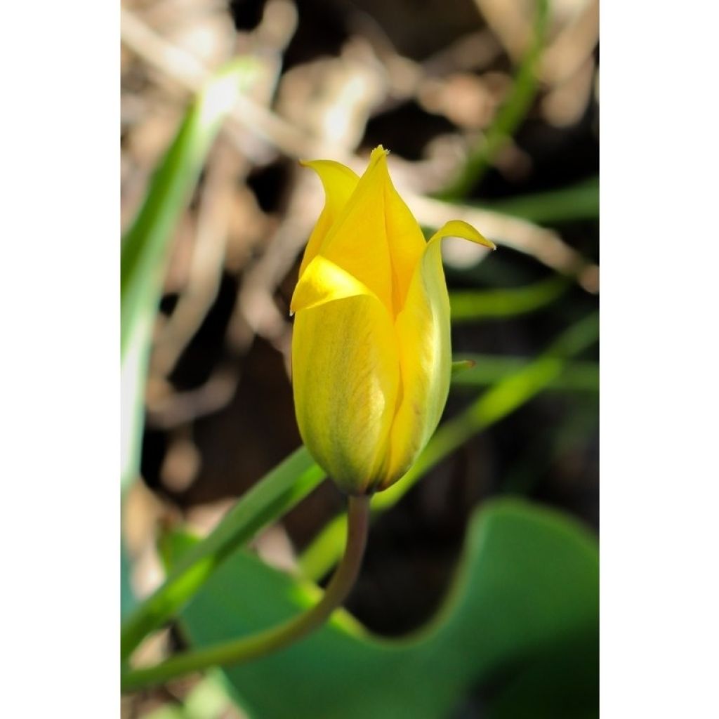Metsätulppaani - Tulipa sylvestris