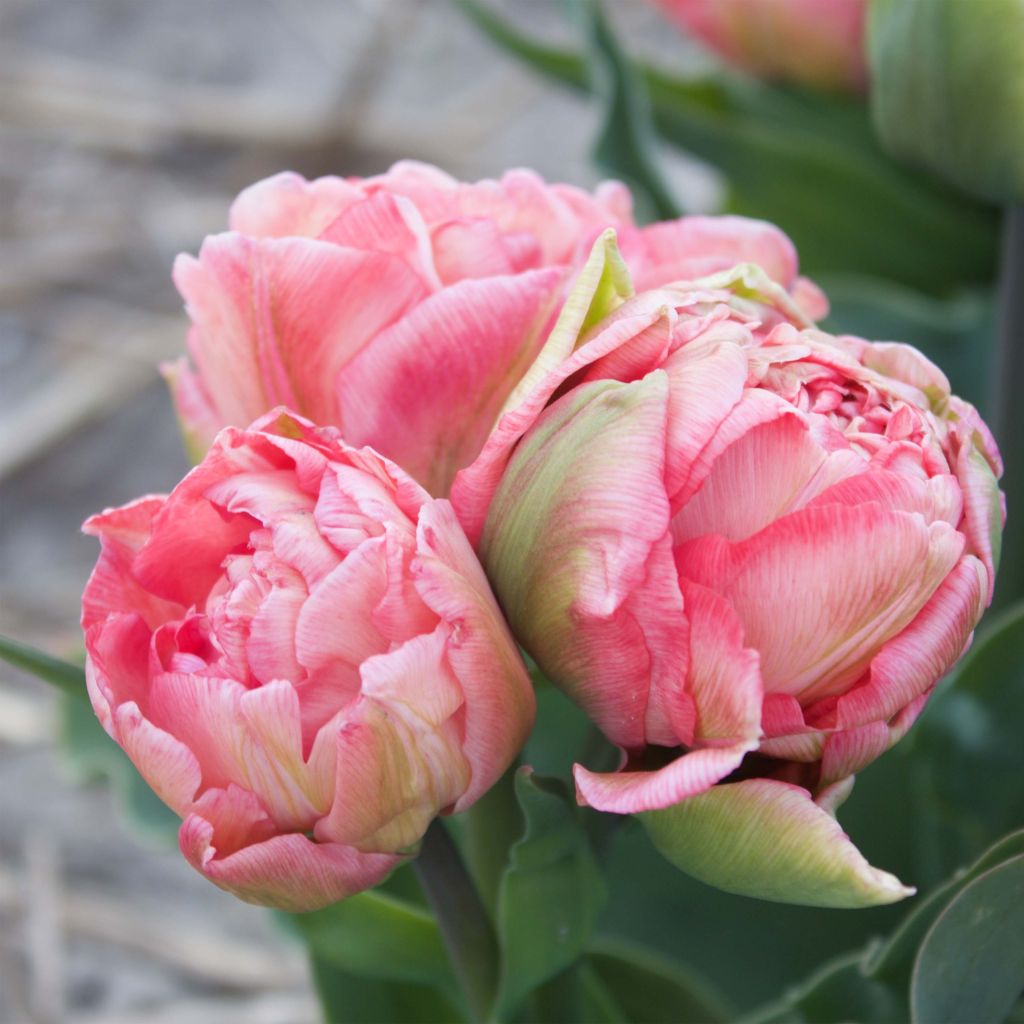Varhainen kerrottu tulppaani Sweet Amy